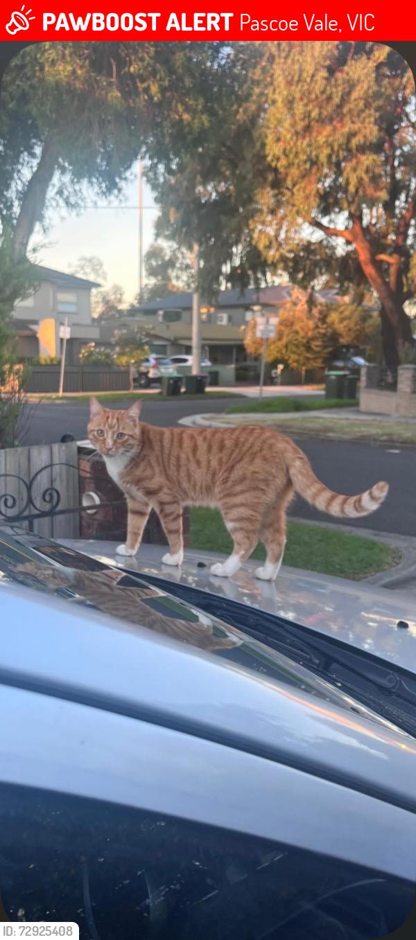 Lost Male Cat last seen Wicklow street and Landells Road, Pascoe Vale, VIC 3044