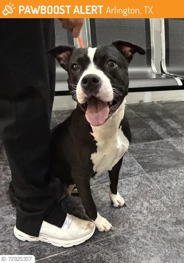 Found/Stray Female Dog last seen Lamar and Mossy Oaks, Arlington, TX 76012
