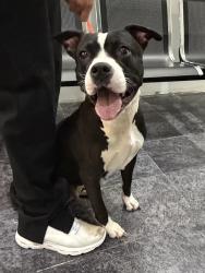 Found/Stray Female Dog last seen Lamar and Mossy Oaks, Arlington, TX 76012