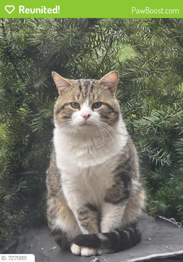 Reunited Female Cat last seen PlumGrove Rd and Greenbriar Ln, Schaumburg, IL 60172