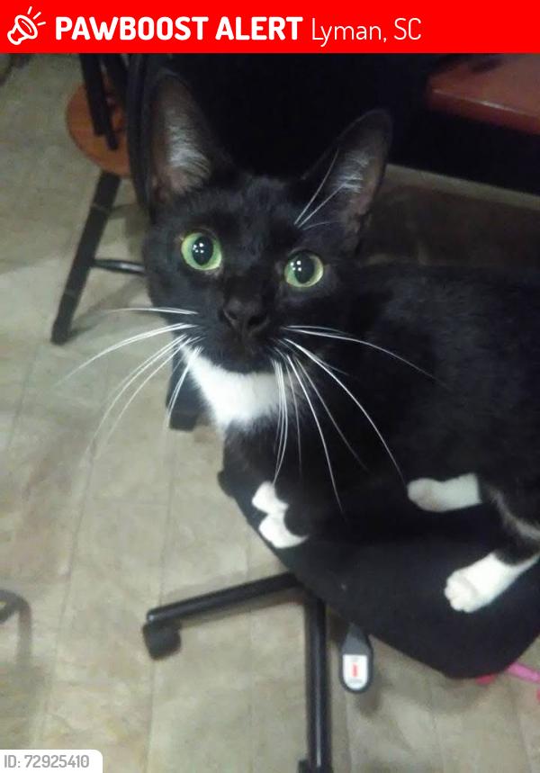 Lost Female Cat last seen White cloud dr, Lyman farms, Lyman, SC 29365