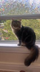 Reunited Male Cat last seen Deli across the street , Greenwich, CT 06831