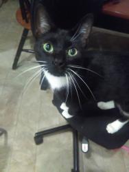 Lost Female Cat last seen White cloud dr, Lyman farms, Lyman, SC 29365