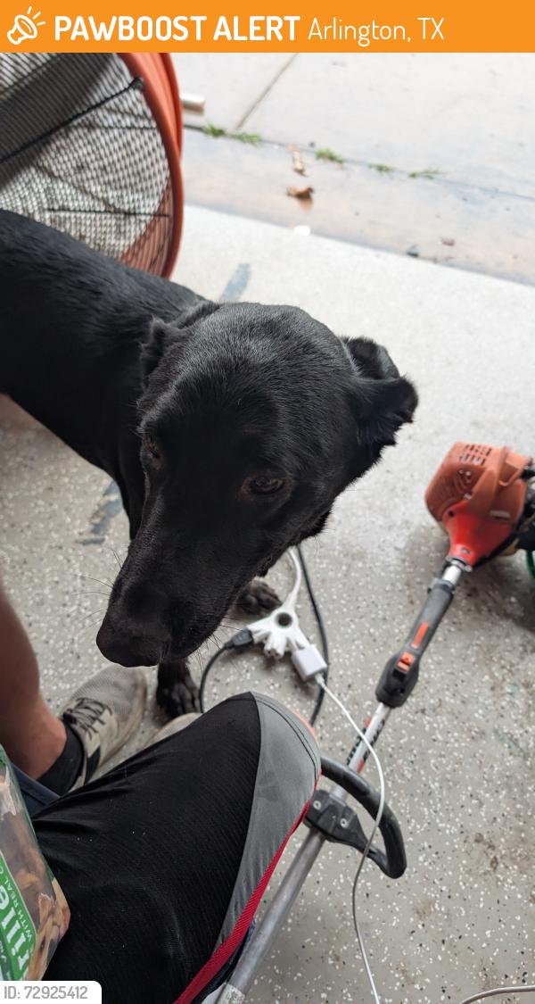 Found/Stray Female Dog last seen Sublett and new york, Arlington, TX 76018