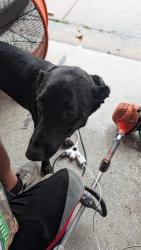 Found/Stray Female Dog last seen Sublett and new york, Arlington, TX 76018
