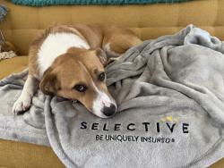 Reunited Male Dog last seen 96th Ave and Happy Valley rd, Peoria, AZ 85383