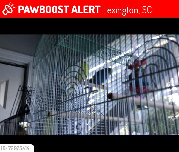 Lost Female Bird last seen Near pebble beach court Lexington, SC flying high in the air, Lexington, SC 29073