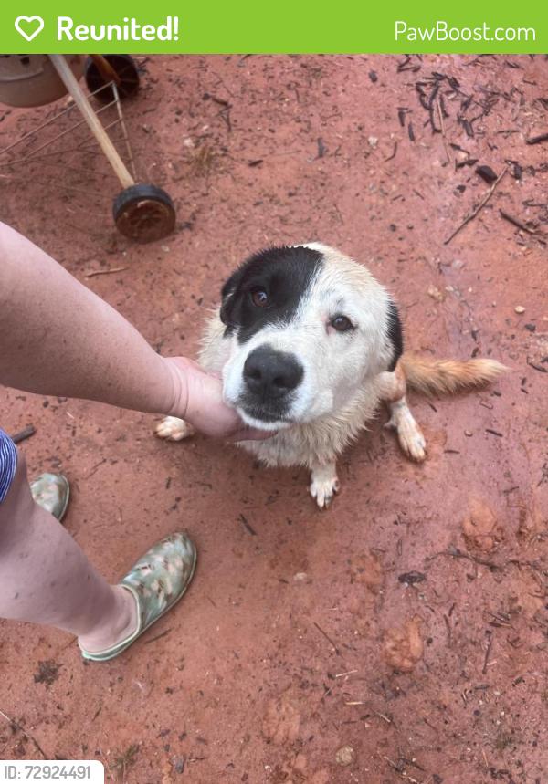 Reunited Female Dog last seen Pine Hills rd, woodruff, SC, Woodruff, SC 29388