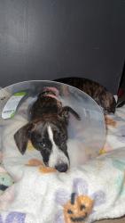Reunited Female Dog last seen Varnell police department , Varnell, GA 30756