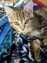 Shelter Stray Male Cat last seen SE Duke/ SE 82nd, PORTLAND, OR, 97206, Troutdale, OR 97060