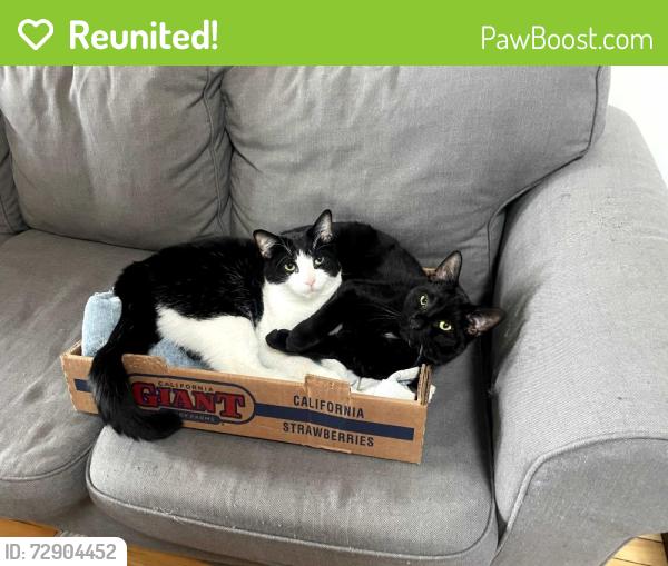 Reunited Male Cat last seen Prince Arthur and De Bullion, Montréal, QC H2X 2Z9