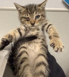 Shelter Stray Female Cat last seen Via Tercero, San Diego, CA, 92173, San Diego, CA 92110