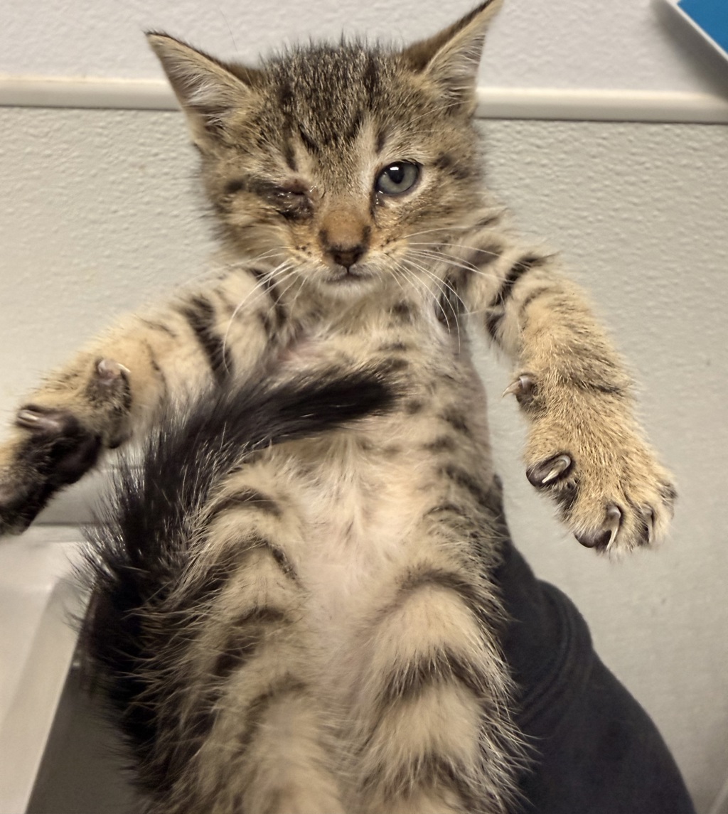Shelter Stray Female Cat last seen Via Tercero, San Diego, CA, 92173, San Diego, CA 92110