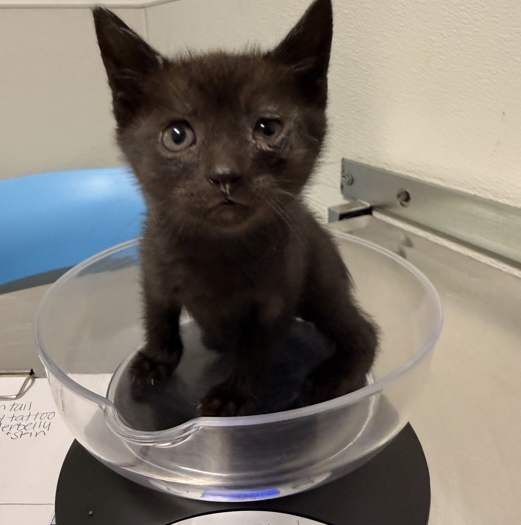 Shelter Stray Male Cat last seen Via Tercero, San Diego, CA, 92173, San Diego, CA 92110