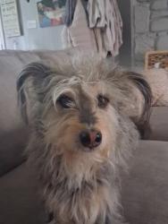Reunited Male Dog last seen Near Patmore Rd, Memphis, TN 38134, USA, Memphis, TN 38134