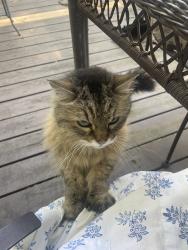 Reunited Unknown Cat last seen Austin Drive and Ash Dt, Fayetteville, AR 72703