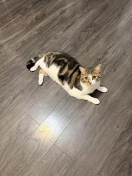 Reunited Male Cat last seen Canoga, Los Angeles, CA 91303