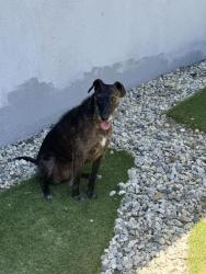 Reunited Female Dog last seen Oswego and Turnbow, SUNLAND, Los Angeles, CA 91040