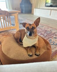 Reunited Female Dog last seen Pahmeyer Rd, New Braunfels, TX 78130, USA, New Braunfels, TX 78130