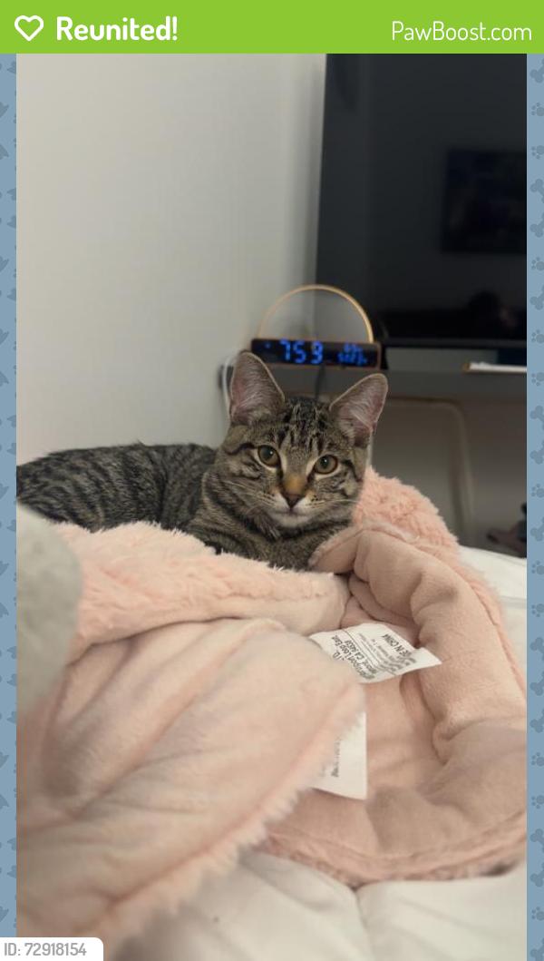 Reunited Unknown Cat last seen Henry st, Stamford, CT 06902
