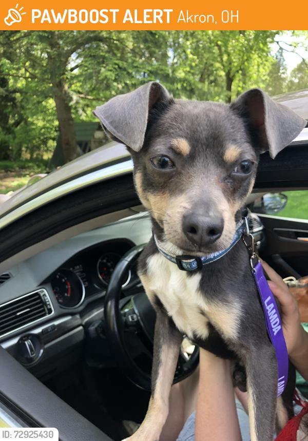 Found/Stray Male Dog last seen Goodwill Outlet Waterloo Rd Akron, Akron, OH 44319