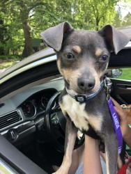 Found/Stray Male Dog last seen Goodwill Outlet Waterloo Rd Akron, Akron, OH 44319