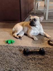 Reunited Female Dog last seen Constellation/Good Samaritan, Fort Collins, CO 80525