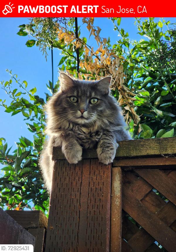 Lost Male Cat last seen Husted ave & media way, San Jose, CA 95125