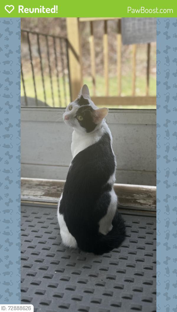 Reunited Male Cat last seen Marley Place/Wolcott Street, Waterbury, CT 06705