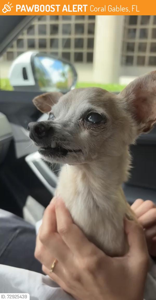 Found/Stray Male Dog last seen Ponce de Leon blvd and Romano ave , Coral Gables, FL 33134