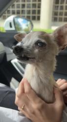 Found/Stray Male Dog last seen Ponce de Leon blvd and Romano ave , Coral Gables, FL 33134