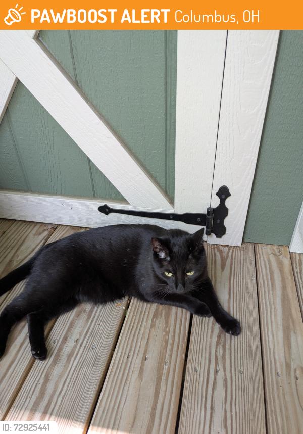 Found/Stray Female Cat last seen Indianola and E Lincoln Ave, Columbus, OH 43214