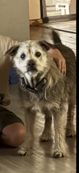 Reunited Male Dog last seen 101st and Aspen, Broken Arrow, OK 74012
