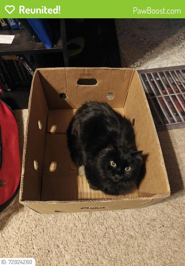 Reunited Male Cat last seen Circle and Pikes Peak, Colorado Springs, CO 80909