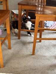 Reunited Female Cat last seen Maryland & Saint Rose Near Costco , Henderson, NV 89052