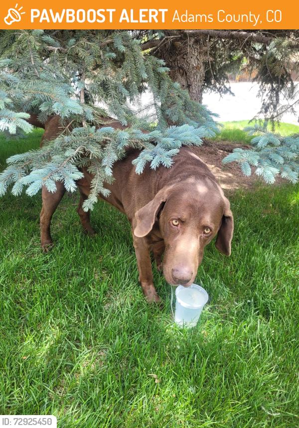 Found/Stray Male Dog last seen 118th and Holly, Adams County, CO 80233