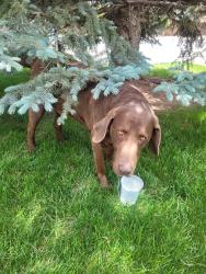 Found/Stray Male Dog last seen 118th and Holly, Adams County, CO 80233