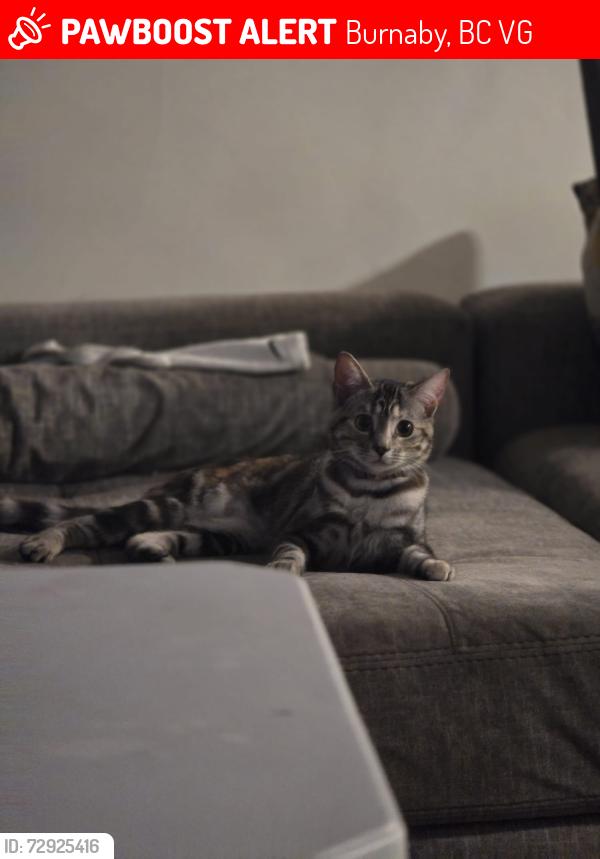 Lost Female Cat last seen Willingdon ave- Moscrop ave , Burnaby, BC V5G