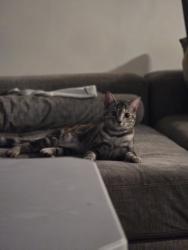 Lost Female Cat last seen Willingdon ave- Moscrop ave , Burnaby, BC V5G