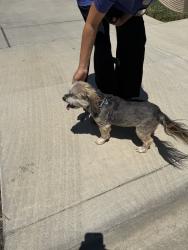 Reunited Female Dog last seen hummingbird way, Tracy CA, Tracy, CA 95376