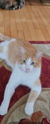 Reunited Male Cat last seen Cameron Mill, chirilagua area Lloyd apmts , Alexandria, VA 22305