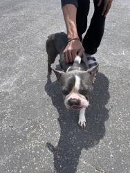 Found/Stray Unknown Dog last seen Salvio and Esperanza, Concord, CA 94519