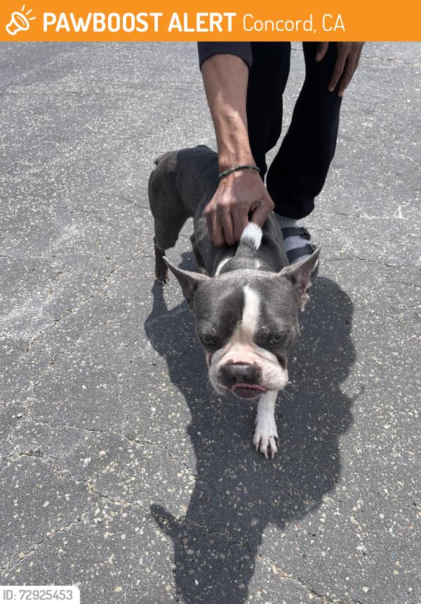 Found/Stray Unknown Dog last seen Salvio and Esperanza, Concord, CA 94519