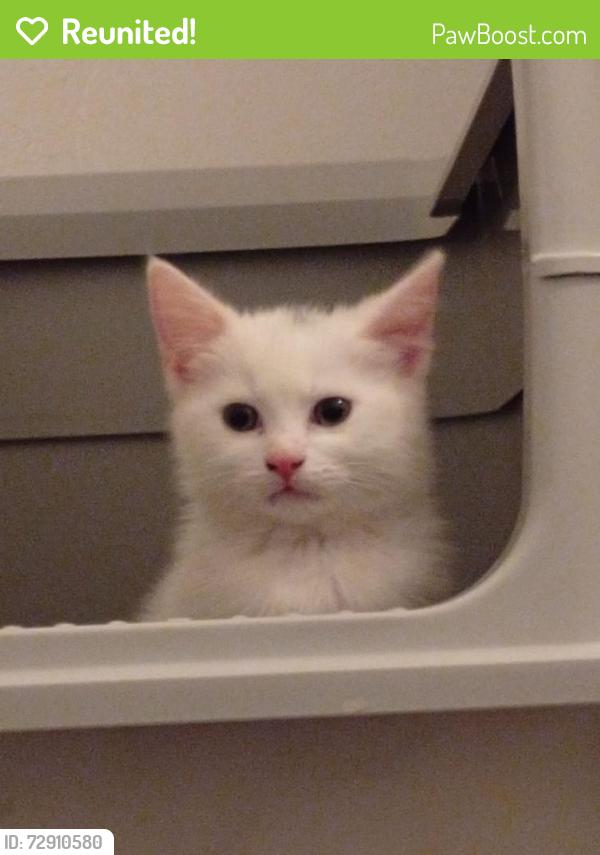 Reunited Male Cat last seen Coltman street , Kingston upon Hull, England 