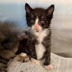 Shelter Stray Male Cat last seen , Palm Springs, CA 92264