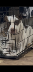 Lost Male Dog last seen Lancaster ave and n Edgewood terr, Fort Worth, TX 76103