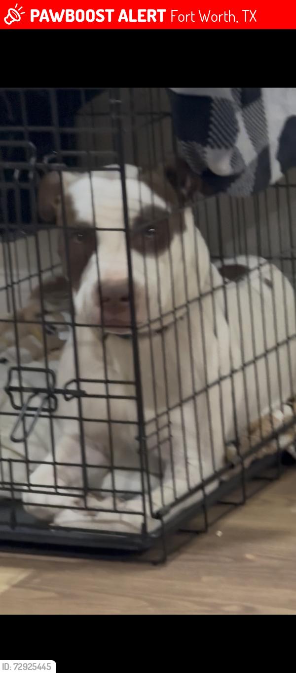 Lost Male Dog last seen Lancaster ave and n Edgewood terr, Fort Worth, TX 76103
