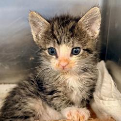 Shelter Stray Female Cat last seen , Palm Springs, CA 92264