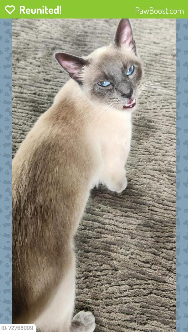 Reunited Female Cat last seen 33rd & 34th Colby Ave, Everett, WA 98201