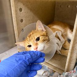 Shelter Stray Male Cat last seen , Animal Care & Control Team of Philly, 111 W Hunting Park Ave, Philadelphia, PA 19140, USA